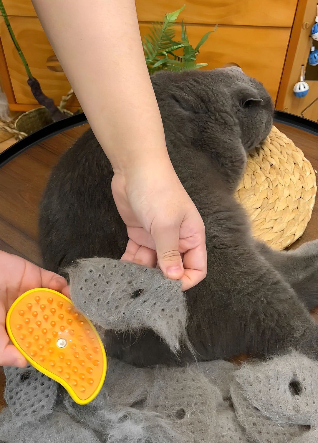 Stomende Kattenborstel