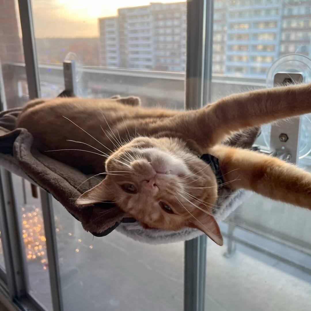 Opvouwbare Kattenhangmat
