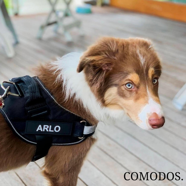 StrapEase Huisdierharnas™ | Comfort Zonder Compromissen