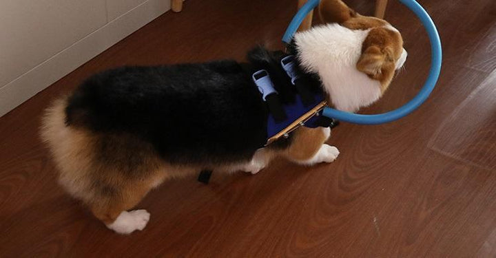 Beschermende bumperhalsband met harnas, loophulp voor blinde honden
