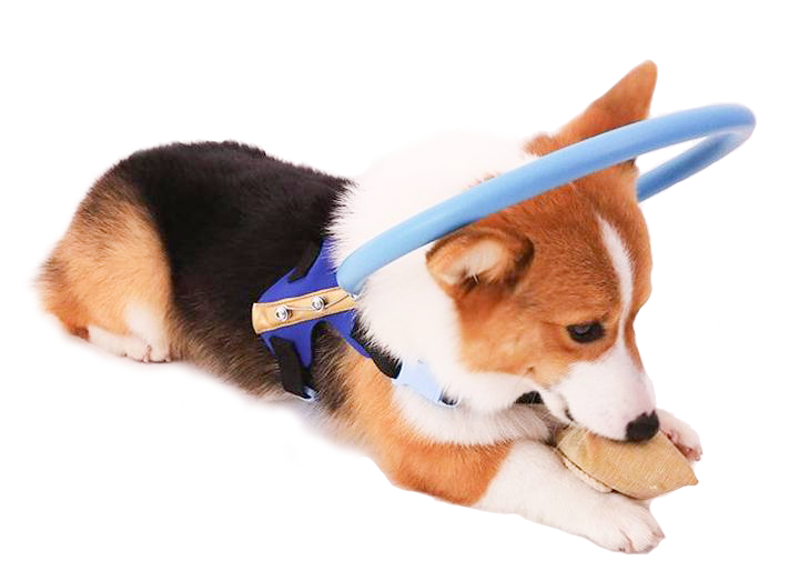 Beschermende bumperhalsband met harnas, loophulp voor blinde honden