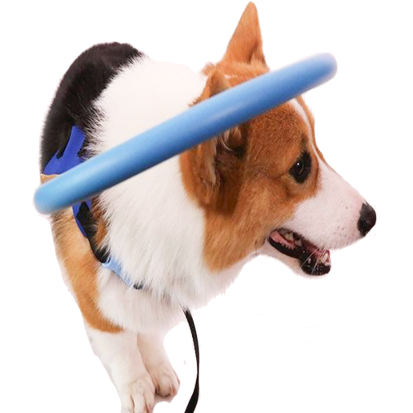 Beschermende bumperhalsband met harnas, loophulp voor blinde honden