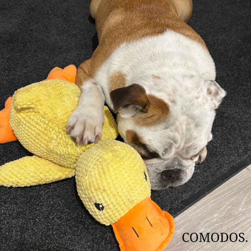 SereniQuack™ Hondenknuffel | Verlicht Angst en Stress