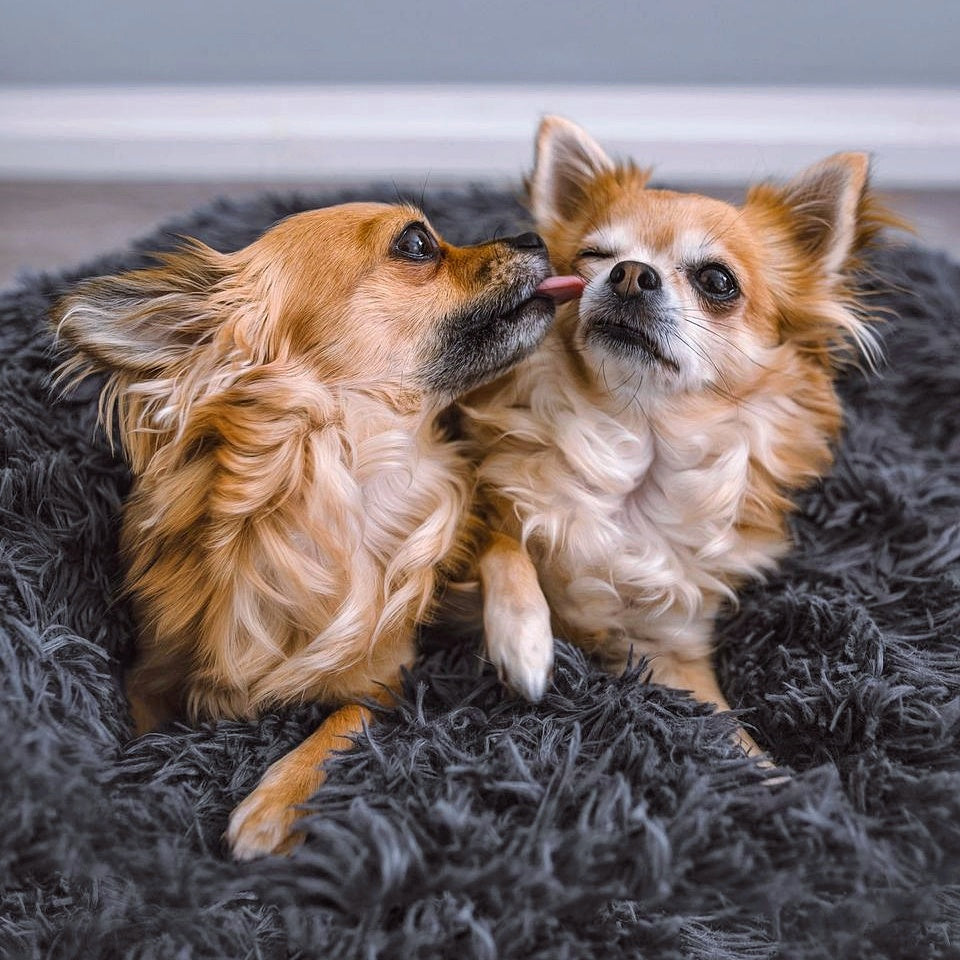 Fluffy Plus Hondenmand – Het Origineel
