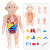 Educatieve Anatomieset voor Kinderen – Dr. Bones