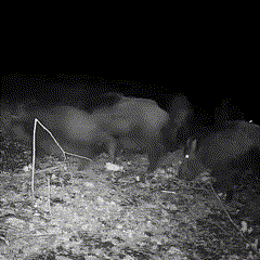 Wildcamera voor buiten met nachtzicht