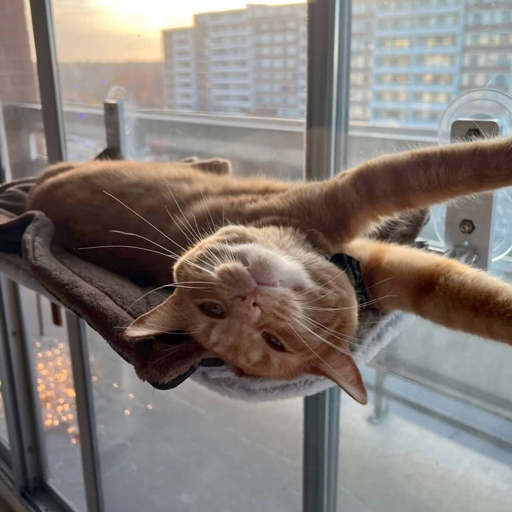 Opvouwbare Kattenhangmat