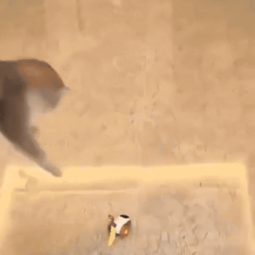 CatChaser | Het lievelingsspeeltje van iedere kat.