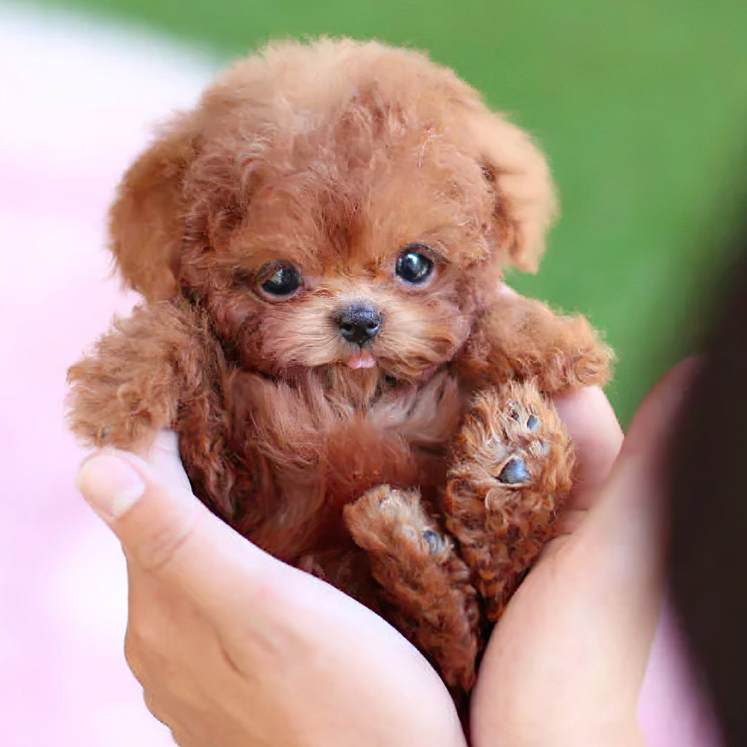 Interactief puppyspeelgoed met reactie op stem en aanraking