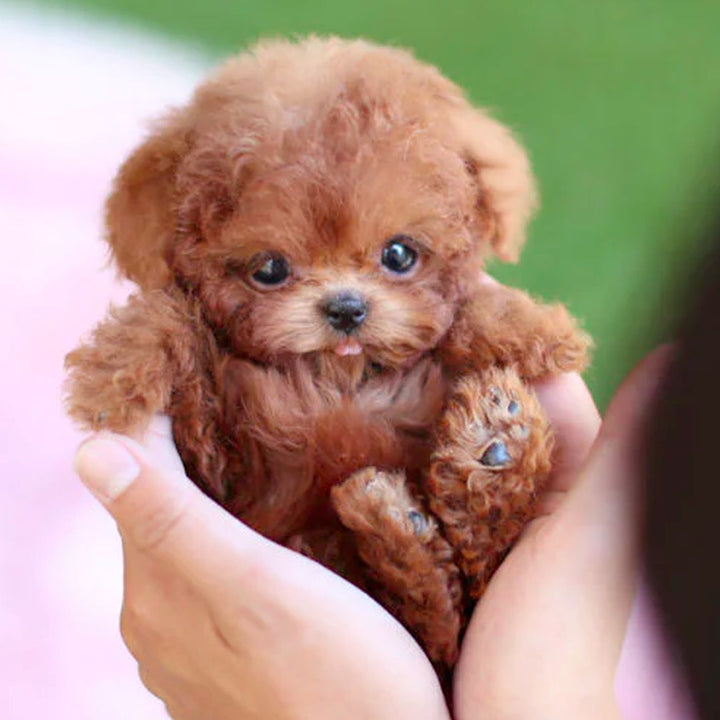 Interactief puppyspeelgoed met reactie op stem en aanraking