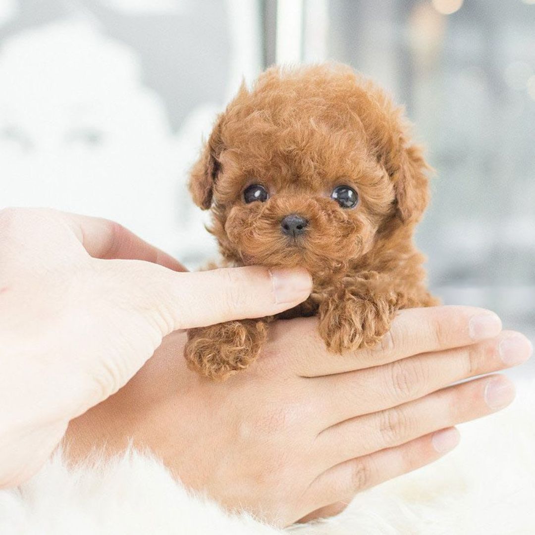 Interactief puppyspeelgoed met reactie op stem en aanraking