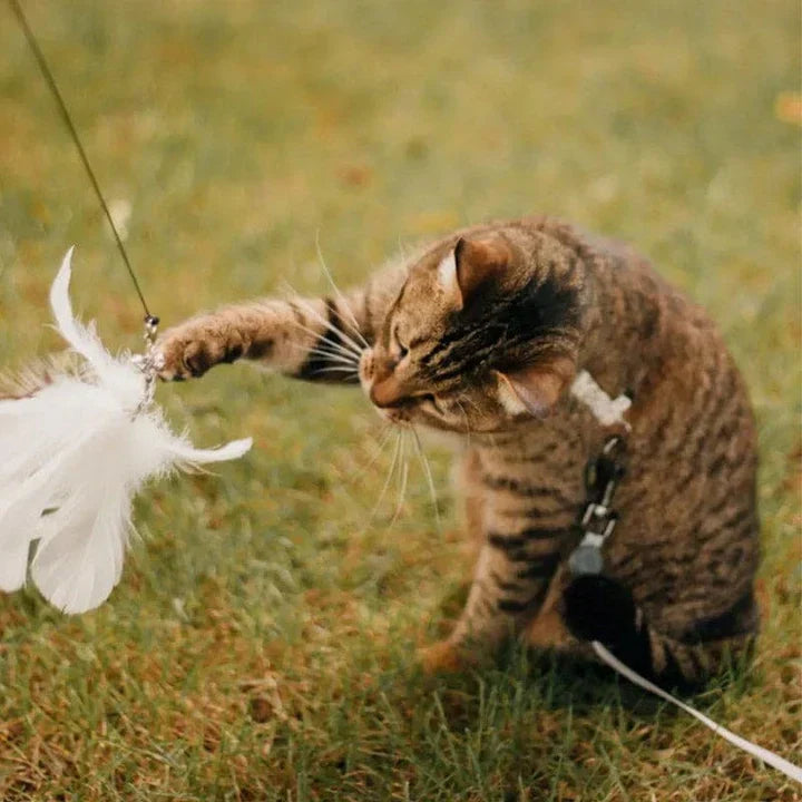 Interactief Kattenspeeltje - FlutterFriend