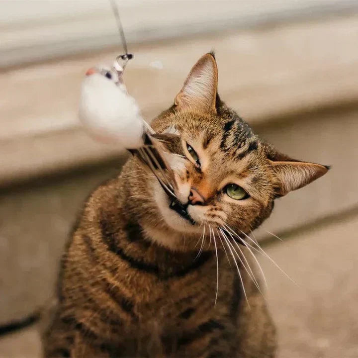 Interactief Kattenspeeltje - FlutterFriend
