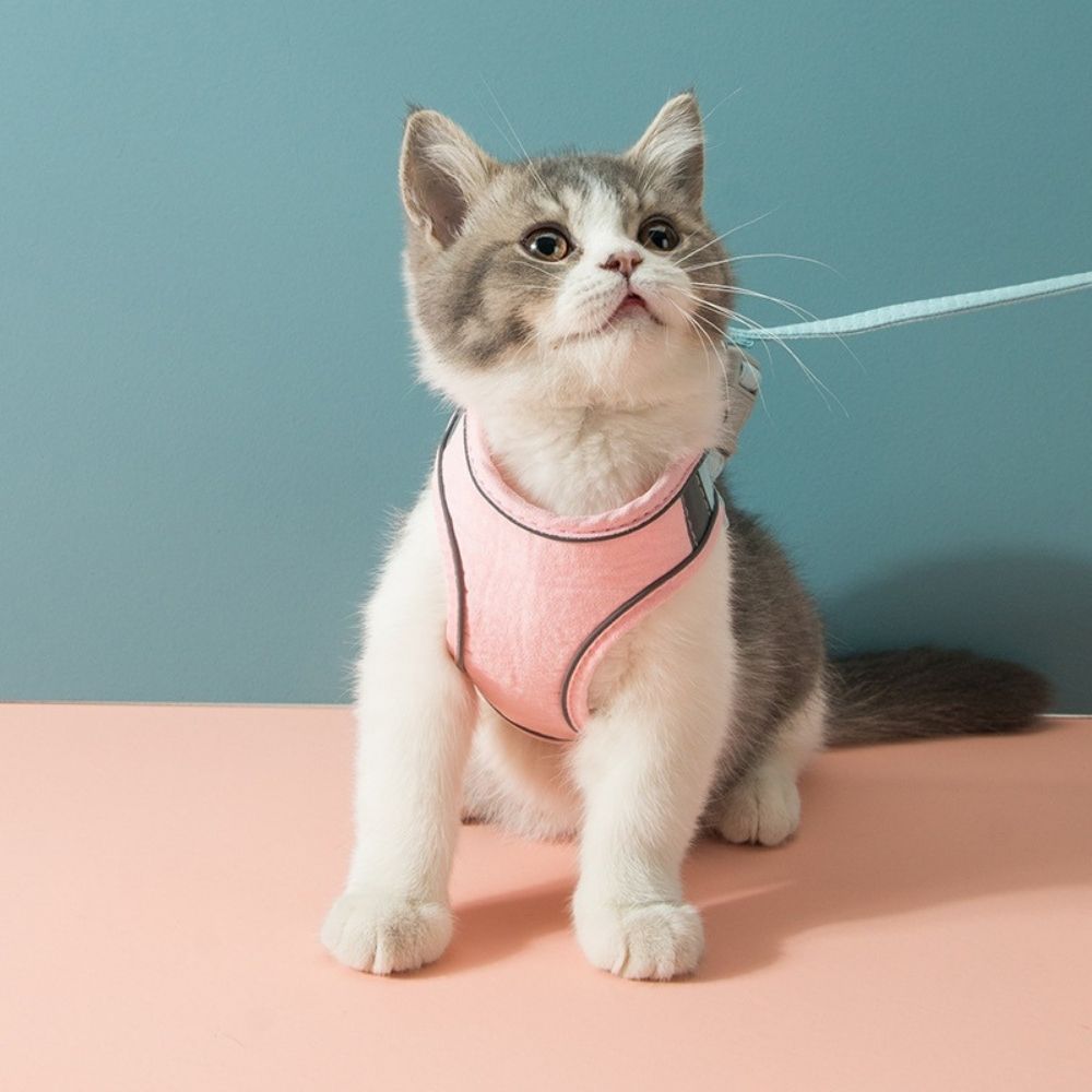 Kattentuig – Oscar