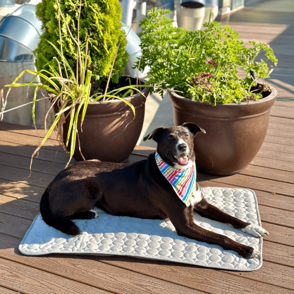 Zelfkoelende mat voor honden en katten