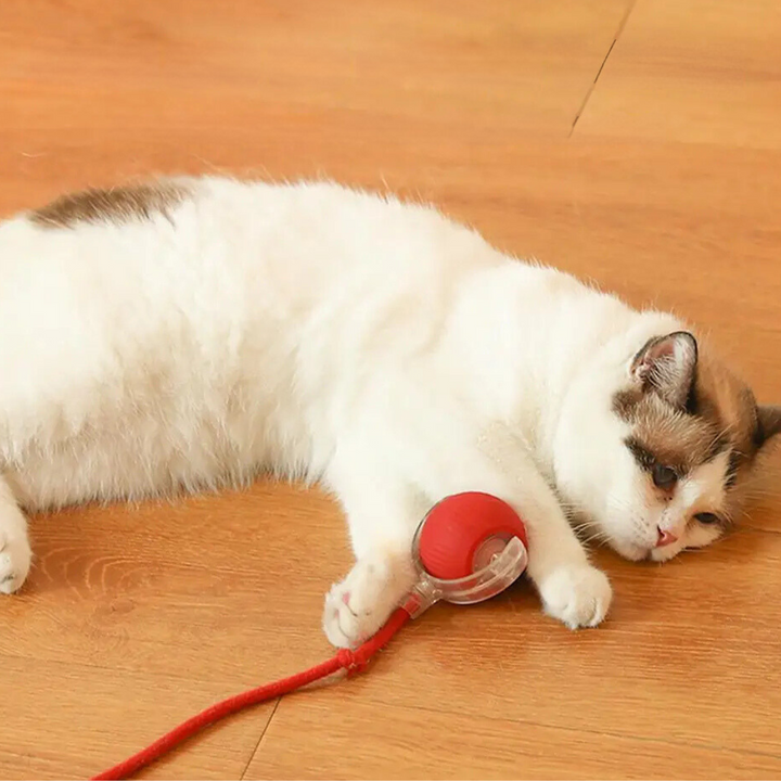 Oplaadbaar kattenspeeltje met rolbeweging