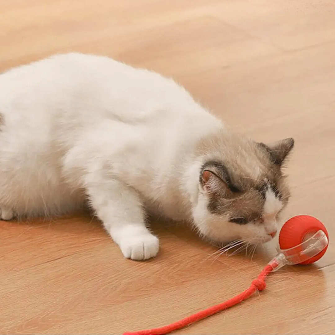 Oplaadbaar kattenspeeltje met rolbeweging