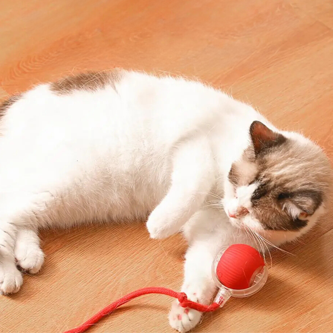 Oplaadbaar kattenspeeltje met rolbeweging
